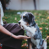 "Paws" Natural Hues with Silver & Paw Accents Hair Tie Bracelet: Small